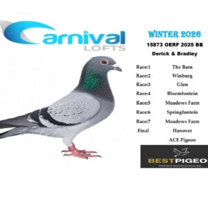 LOT 22: ZA 25 OERF 15873 – ENTERED BY: DERICK & BRADLEY – 188TH FINAL RACE – 150TH ACE PIGEON – A blue-bar pigeon combining Tom Lock, Golden Carelly and Cattrysse bloodlines. THE SIRE, “WHITE EYE COCK,” is a club winner and brother to the VPU’s best middle-distance bird in 2025. THE DAM, “NO 60,” carries “GOLDEN GLORY” and Out of Africa ace lines – SEE PEDIGREE !!!