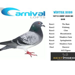 LOT 23: ZA 25 OERF 10713 – ENTERED BY: GVR – 130TH FINAL RACE – A blue-check pigeon from Carnival Lofts Winter 2026, with additional listed results of 167TH MEADOWS FARM, 188TH WINBURG and 310TH THE BARN. - A blue-check pigeon bred from blue-bar cock ZA 22 OERF 5623 and blue-bar white-flight hen ZA 22 GPU 8419. The dam combines Twilight and Gomes breeding with Mark King, Turbo Magic and Gaby Vandenabeele’s Marieke ancestry – SEE PEDIGREE !!!