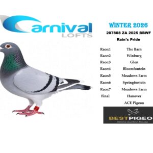 LOT 24: ZA 25 207808 “KITTEL FUEL” – ENTERED BY: RAIN’S PRIDE – 64TH FINAL RACE – 72ND ACE PIGEON – 64TH SPRINGFONTEIN – 65TH GLEN – 67TH THE BARN – A blue-bar white-flight pigeon bred from “MUNCHIES,” 12TH FINAL DIAZ LOFTS 2025, and “KITTEL’S BEST,” combining Lex Webster ace lines with Dirk Van Den Bulck’s Kittel and Best Kittel breeding – SEE PEDIGREE !!!
