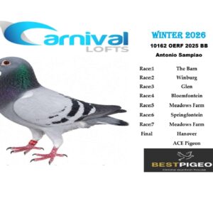 LOT 1: ZA 25 OERF 10162 – ENTERED BY: ANTONIO SAMPIAO – 131ST FINAL RACE – 144TH RACE 5 – A blue-bar pigeon that recorded positions in six qualifying races and completed the Hanover Final at Carnival Winter 2026.