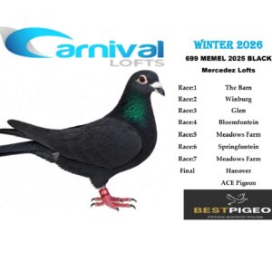 LOT 2: ZA 25 MEMEL 699 – ENTERED BY: MERCEDEZ LOFTS – 176TH RACE 7 – 178TH RACE 2 – A black pigeon entered by Mercedez Lofts, with five recorded race positions in the Carnival Winter 2026 series.