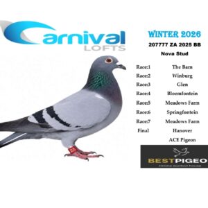 LOT 3: ZA 25 207777 – ENTERED BY: NOVA STUD – 2ND RACE 5 – 15TH RACE 3 – 26TH RACE 1 – 99TH FINAL RACE – A blue-bar pigeon with three top-30 race positions, including an excellent 2nd at Meadows Farm.