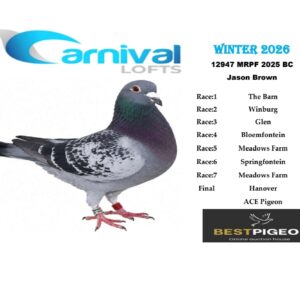 LOT 4: ZA 25 MRPF 12947 – ENTERED BY: JASON BROWN – 158TH RACE 2 – 180TH RACE 3 – A blue-check pigeon with recorded positions from Winburg, Glen, Bloemfontein, Meadows Farm and Springfontein during Carnival Winter 2026.