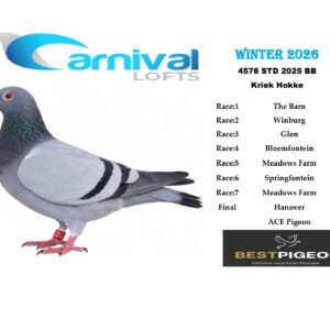 LOT 5: ZA 25 STD 4576 – ENTERED BY: KRIEK HOKKE – 14TH RACE 2 – 79TH RACE 6 – 177TH FINAL RACE – A blue-bar pigeon that completed the Carnival Winter 2026 series, with the best performance being 14th from Winburg.