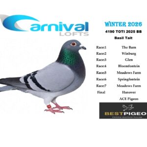 LOT 6: ZA 25 TOTI 4190 – “GOGGA RAIN” – ENTERED BY: BASIL TAIT – 32ND RACE 7 – 56TH ACE PIGEON – 76TH FINAL RACE – A blue-bar pigeon combining Reijnen-Bolton-Hoogh, Painter, Etienne Meirlaen and Elkhuizen breeding. THE SIRE is “ZUID AFRIKA PRO”. THE DAM, “SPANJA”, brings Meirlaen × Elkhuizen lines. – SEE PEDIGREE !!!