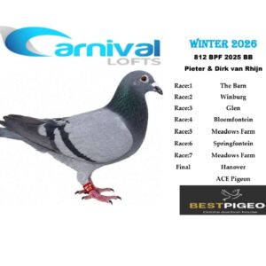LOT 7: ZA 25 BPF 812 – ENTERED BY: PIETER & DIRK VAN RHIJN – 60TH FINAL RACE – 77TH ACE PIGEON – A blue-bar pigeon bred from ZA 23 OERF 5793 and ZA 22 ODRA 10441. THE SIRE combines Super Glider and Flashy Lady breeding. THE DAM carries Carcinoma, Superbreeder 810 and Knoop ancestry. – SEE PEDIGREE !!!