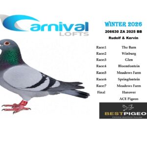 LOT 8: ZA 25 206630 – ENTERED BY: RUDOLF & KERVIN – 46TH RACE 5 – 49TH RACE 7 – 69TH ACE PIGEON – A blue-bar pigeon with two top-50 Meadows Farm results, completing the Carnival Winter 2026 Hanover Final in 167th position.