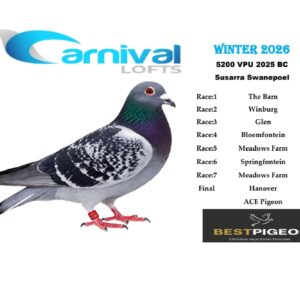 LOT 10: ZA 25 VPU 5200 – ENTERED BY: SUSARRA SWANEPOEL – 76TH RACE 4 – 135TH FINAL RACE – A blue-check pigeon that recorded the best qualifying result from Bloemfontein before completing the Hanover Final.