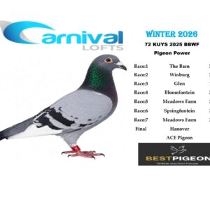LOT 11: ZA 25 KUYS 72 – ENTERED BY: PIGEON POWER – A blue-bar white-flight pigeon combining Gaddin, Gaby Vandenabeele, Tom Chalmers and SAMDPR lines through THE SIRE, ZA 23 OERF 8807, 67th Carnival Winter Final 2024. THE DAM, ZA 22 KUYS 216, is recorded as Sierens/Houben/Van Breemen. – SEE PEDIGREE !!!
