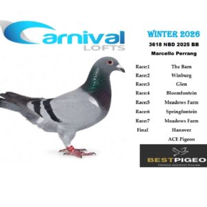 LOT 12: ZA 25 NBD 3618 – ENTERED BY: MARCELLO PERRANG – 72ND FINAL RACE – A blue-bar pigeon entered by Marcello Perrang, with recorded qualifying positions from The Barn, Winburg, Glen, Bloemfontein and Meadows Farm.