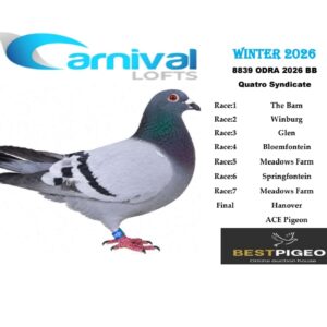 LOT 13: ZA ODRA 26 8839 – ENTERED BY: QUATRO SYNDICATE – 103RD ACE PIGEON – 136TH FINAL RACE – A blue-bar pigeon that recorded a position in every race of the Carnival Winter 2026 series, including 122nd in Race 7.