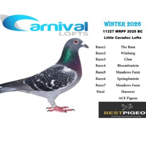 LOT 14: ZW 25 MRPF 11327 (H) – ENTERED BY: LITTLE CARADOC LOFTS – 1ST RACE 7 – 58TH ACE PIGEON – A hen bred from “SANYATI” and “SENGWA”, both with documented performances in demanding Zimbabwe races. The same pairing also bred 9818, winner from Kazungula to Harare over 620 km in 2025. – SEE PEDIGREE !!!