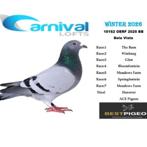 LOT 15: ZA 25 OERF 10152 – ENTERED BY: BELA VISTA – 153RD FINAL RACE – A blue-bar pigeon that recorded positions in all seven qualifying races and completed the Carnival Winter 2026 Hanover Final.