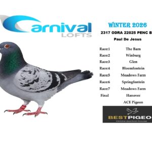 LOT 16: ODRA 2317 – ENTERED BY: PAUL DE JESUS – 28TH RACE 6 – 144TH FINAL RACE – A pencil blue-bar pigeon with the best recorded performance being 28th from Springfontein, followed by completion of the Hanover Final.