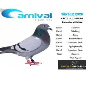 LOT 18: ZA 25 ZULU 4347 – ENTERED BY: BADENHORST HOKKE – 35TH RACE 2 – 77TH RACE 1 – A blue-bar pigeon combining the 810 Sablon Collection and Tom Lock breeding. THE SIRE carries Double 810 and Superbreeder 8855 ancestry. THE DAM combines “SUPER 652” with a daughter of the R80 000 Super Cock. – SEE PEDIGREE !!!
