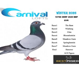 LOT 19: ZA 25 OERF 10706 – ENTERED BY: GVR – 93RD FINAL RACE – A blue-bar pied pigeon combining Twilight and Gomes breeding. THE SIRE is Twilight cock ZA 13 10036. THE DAM, ZA 17 GPU 02386, carries Mark King, Turbo Magic and Marieke/Vandenabeele ancestry. – SEE PEDIGREE !!!