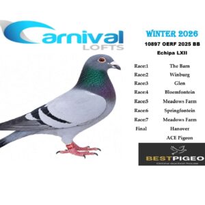 LOT 20: ZA 25 OERF 10897 – ENTERED BY: ECHIPA LXII – 105TH RACE 7 – 107TH RACE 4 – 114TH ACE PIGEON – A blue-bar pigeon that completed all seven qualifying races and finished 148th in the Carnival Winter 2026 Hanover Final.