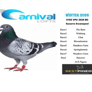 LOT 21: ZA 25 VPU 5195 – ENTERED BY: SUSARRA SWANEPOEL – 157TH RACE 1 – 251ST RACE 7 – A blue-check pigeon with results recorded in all seven qualifying races of the Carnival Winter 2026 series.