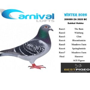 LOT 22: ZA 25 206089 – ENTERED BY: SUKKEL HOKKE – 120TH ACE PIGEON – 182ND FINAL RACE – A blue-check pigeon that recorded positions in all seven qualifying races and completed the Hanover Final, with 144th Race 1 and 155th Race 3 among the results.