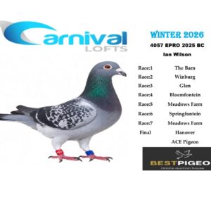 LOT 23: ZA 25 EPRO 4057 – “WHISKEY CREEK 57” – ENTERED BY: IAN WILSON – 66TH ACE PIGEON – 115TH FINAL RACE – A blue-check pigeon combining Ralf Plat, Mark Gilbert, Comb. van Wanrooij and Cooper breeding. THE SIRE is “HILLCREST AUGUSTE RODIN”. THE DAM, “HILLCREST MEDITATE”, carries Abe, Farmer George and Wollongong ancestry. – SEE PEDIGREE !!!
