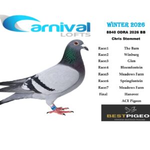 LOT 24: ODRA 26 8840 – ENTERED BY: CHRIS STEMMET – 1ST RACE 3 – 2ND RACE 4 – 18TH RACE 6 – 24TH RACE 5 – 23RD ACE PIGEON – A blue-bar pigeon with four top-25 race positions. The supplied pedigree combines the Mr Champ and Skraale family with Wolvers–’t Oever, Stefaan Lambrechts and G. & S. Verkerk breeding. – SEE PEDIGREE !!!