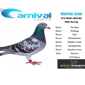 LOT 25: ZA 25 PDHU 972 – ENTERED BY: RMG RACING – 58TH RACE 5 – 129TH RACE 6 – A blue-check pigeon that completed all seven qualifying races and the Hanover Final, with the best recorded placing being 58th from Meadows Farm.