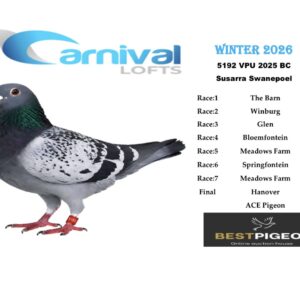 LOT 21: ZA 25 VPU 5192 – ENTERED BY: SUSARRA SWANEPOEL – 157TH RACE 1 – 251ST RACE 7 – A blue-check pigeon with results recorded in all seven qualifying races of the Carnival Winter 2026 series.