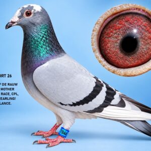 LOT 13: ZA 2026 PORT 7844 – BLOODSTOCK LOFTS – OUTSTANDING DE RAUW-SABLON GENETICS! A BEAUTIFULLY BALANCED YOUNG PIGEON COMBINING THE FAMOUS "BAK 17", "PEARL EYE DREAM", "SARAH'S PEARL EYE" AND "LUCKY FREDDY" BLOODLINES. THE DAM FINISHED 25TH IN THE CENTRAL PROVINCIAL LOFTS CAR RACE OVER 690 KM AS A YEARLING! THE FAMILY ALSO PRODUCED A 1ST ACE YEARLING NOMINATION SERIES WINNER AND A 25TH FINAL CENTRAL PROVINCIAL LOFTS FINISHER OVER 700 KM. AN EXCELLENT COMBINATION OF RACING PERFORMANCE AND PROVEN BREEDING GENETICS - SEE PEDIGREE !!!