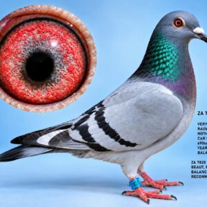 LOT 12: ZA 2026 PORT 7820 – BLOODSTOCK LOFTS – OUTSTANDING DE RAUW-SABLON GENETICS! A BEAUTIFULLY BALANCED YOUNG PIGEON FROM THE FAMOUS "BAK 17", "PEARL EYE DREAM", "SARAH'S PEARL EYE" AND "LUCKY FREDDY" FAMILIES. THE DAM, ZA 2023 TOTI 2333, FINISHED 25TH IN THE CENTRAL PROVINCIAL LOFTS CAR RACE OVER 690 KM AS A YEARLING! THE SIRE IS LINEBRED TO THE BEST OF M. AELBRECHT AND IS CLOSELY RELATED TO AN ACE YEARLING SERIES WINNER. EXCELLENT RACING AND BREEDING GENETICS – HIGHLY RECOMMENDED!