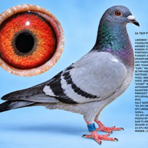 LOT 11: ZA 2026 PORT 7839 – BLOODSTOCK LOFTS – EXCEPTIONAL LINEBRED ANDRIES DRAPA GENETICS! BRED FROM THE FAMOUS "KONIG X KONIGIN" FOUNDATION PAIR, RESPONSIBLE FOR GENERATIONS OF ACE PIGEONS AND WINNERS, INCLUDING "CARL", 1ST OLYMPIAD ALLROUND OSTEND 2007, AND "CHAMP", AN OUTSTANDING BREEDING HEN. BOTH SIRE AND DAM CARRY THE RENOWNED "K&K" AND "PIED PRINCESS" BLOODLINES. AN OUTSTANDING OPPORTUNITY TO ACQUIRE THESE PROVEN GERMAN RACING AND BREEDING GENETICS! - SEE PEDIGREE !!!
