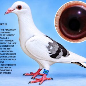 LOT 15: ZA 2026 PORT 7850 – BLOODSTOCK LOFTS – OUTSTANDING SPRITZY, BRAHMAN AND WHITE LIGHTNING GENETICS! A BEAUTIFUL WHITE PIGEON LINEBRED TO THE FAMOUS "BRAHMAN", A 2 × WINNER AND SON OF "J & B", MATED TO "SPRITZY". THE LEGENDARY P. SCHOEMAN SELECTED "BRAHMAN" AS ONE OF THE BEST PIGEONS EVER PRODUCED BY SPRITZY. THE PEDIGREE ALSO FEATURES "WHITE LIGHTNING", A DOUBLE UNION WINNER, TOGETHER WITH "SHADOW", "SNOW WHITE" AND THE GOLDEN SPRITZY COLLECTION. AN EXCELLENT OPPORTUNITY TO ACQUIRE QUALITY SPRITZY BREEDING GENETICS- SEE PEDIGREE !!!