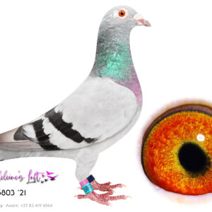 Lot 10 – 05803 ZA ZA 2021 (H)  – This hen will be an asset to any loft. Super racer & Superb breeding hen. Bred from some of the best birds of du Preez & Deetlefs. Bred 14322 (Lot2) & Super racer 779 ZAOP 39;25 - 7x Top100 & 4x Top10 EPPU '26. Sire – 18512 TRPF 19 – Inbred to Chris & Bles. Half brother to 6789 (Lot 25) Dam – 10077 PWDU 20 – Excellent bred. Inbred to Turbo Tom. Dam 82478 was click hen to Turbo Kittel. - SEE PEDIGREE !!!