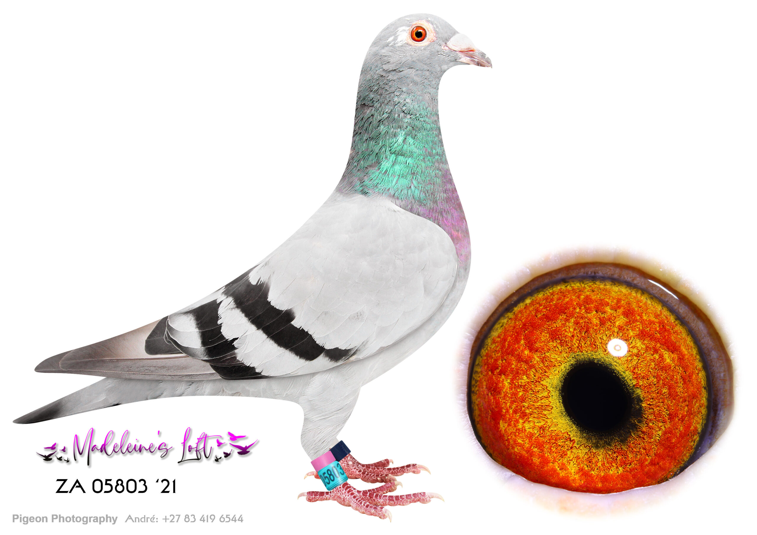 Lot 10 – 05803 ZA ZA 2021 (H) – This hen will be an asset to any loft. Super racer & Superb breeding hen. Bred from some of the best birds of du Preez & Deetlefs. Bred 14322 (Lot2) & Super racer 779 ZAOP 39;25 – 7x Top100 & 4x Top10 EPPU '26. Sire – 18512 TRPF 19 – Inbred to Chris & Bles. Half brother to 6789 (Lot 25) Dam – 10077 PWDU 20 – Excellent bred. Inbred to Turbo Tom. Dam 82478 was click hen to Turbo Kittel. – SEE PEDIGREE !!!