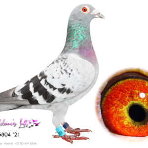 Lot 12 – 05804 ZA ZA 2021 (C) – Bred by John du Preez. Super Middle & Long distance racer. 41st Best Bird Long Distance EPPU 2022 77th Best Bird East Route EPPU 2022 93rd BEST BIRD OVERALL EPPU 2023 52nd BEST BIRD EAST ROUTE OVERALL EPPU 2023 34th BEST BIRD MIDDLE DISTANCE EPPU 2023 - SEE PEDIGREE !!!