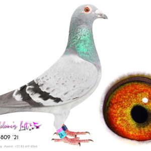 Lot 11 – 05809 ZA ZA 2021 (H) - Bred by John du Preez Pedigree is printed with winners. Super birds in the pedigree like Atomic, Conni, Chris, Bles, Combine Cock, Supreme Turbo, Fine Diamond and Crusaders Queen. All the best of du Preez & Deetlefs in one bird. Bred super racer 7916 ZAOP 2022 with Kittel cock 536 - SEE PEDIGREE !!!