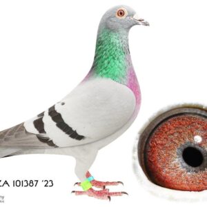 LOT 2: ZA 23 101387 (C) – GABY VANDENABEELE – KROMME × BLOUE MARIEKE – BERTUS NEL  An outstanding blue cock bred from the famous KROMME and BLOUE MARIEKE bloodlines. The sire, KROMME, is a proven breeder of multiple Federation and Ace Pigeon winners. The dam, BLOUE MARIEKE, is a super breeding hen from the legendary BLIKSEM and MARIEKE JNR families. Her offspring with SONNY BILL include 4 winners and 3 second-prize winners. A fantastic combination of proven Gaby Vandenabeele racing and breeding genetics!  - SEE PEDIGREE !!!