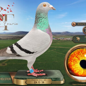 LOT 28: ZA 26 13 (H) – “PRESTO” – ENTERED BY: TEAM OBERHOLSTER – 14TH ACE PIGEON – 28TH FINAL RACE – 20TH RACE 6 – Bred from “SLIM 907,” Best Bird Overall in the SLIM Union in 2019, and “MISTY BLUE,” 36th Diaz Final in 2022. Combines proven Tom Lock/R. Breitenbach breeding with the Witoog Hen, Juan 2, Gunther Prange and Rote As lines – SEE PEDIGREE !!!