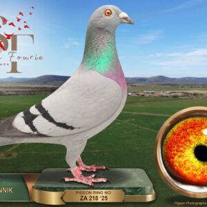 LOT 63: ZA 25 218 (H) – ENTERED BY: WILLIE MUNNIK – 29TH RACE 3 – 30TH RACE 6 – 33RD RACE 1 – 36TH RACE 4 – A blue-bar hen that completed the Smith Fourie 2026 series, recording four finishes between 29th and 36th over distances from 294 km to 598 km.