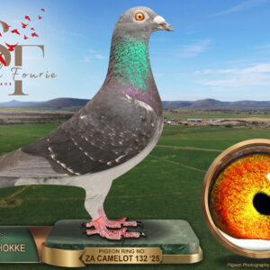 LOT 101: ZA 25 CAMELOT 132 – ENTERED BY: CAMELOT HOKKE – A dark-check pigeon bred from “NANAGA”, 1st Ace Points and Long Distance Champion at Diaz 2020, and Webster hen DRPC 24 899. THE DAM combines “MY BRA”, a Diaz Baby Series Ace, with “REFUGEE”, a Diaz Ace and 2nd Final performer. – SEE PEDIGREE !!!