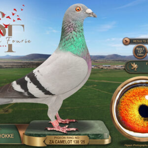 LOT 55: ZA 25 CAMELOT 138 (C) – ENTERED BY: CAMELOT HOKKE – 12TH RACE 2 – 17TH RACE 4 – 20TH FINAL RACE – Bred from “DAMBO 3”, a multiple top-six Diaz Baby Series performer, and a Vandenabeele hen that is a full sister to the 2021 Diaz Ace Velocity winner. – SEE PEDIGREE !!!