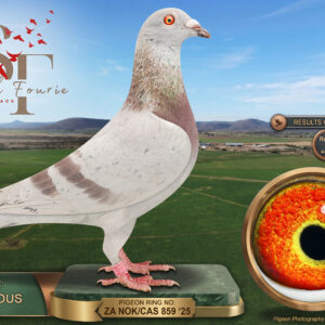 LOT 29: ZA 25 CAS 859 (C) – ENTERED BY: GAVIN ROUS – 7TH RACE 2 – 16TH ACE PIGEON – 44TH FINAL RACE – A mealy cock bred from a Kittel/Turbo Tom sire whose nestmate bred 2nd Ace at CPL 2025, paired to a four-time winning hen carrying Ganus, Heinz Eichert and Webster bloodlines – SEE PEDIGREE !!!