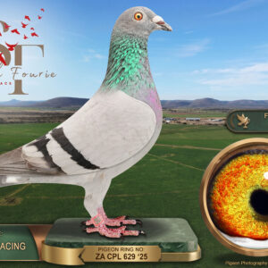 LOT 51: ZA 25 CPL 629 (H) – ENTERED BY: HOT ROD RACING – 12TH FINAL RACE – 47TH RACE 5 – 56TH RACE 2 – Bred from “SON ACE”, a son of CPL Ace Pigeon “DE WAAL”, paired to a De Rauw Sablon / Gaby Vandenabeele hen. Combines proven Clausing, Tom Lock and one-loft performance lines. – SEE PEDIGREE !!!