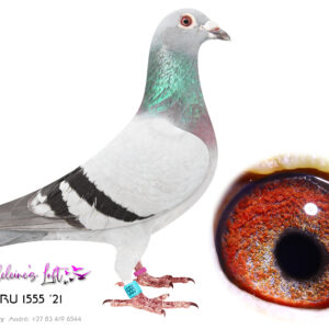 Lot 15 – 1555 CRU 21  (H) – ONE LAST OPPORTUNITY TO ACQUIRE THESE SUPER GENES. DO NOT MISS. Superb breeding hen and very rare to find. These genes need no introduction. Full sister to "Arrow" who bred "Blue Moon" Bred 14280 - 3rd Ace EPPU & PEFED; 2nd Ace East Route EPPU & PEFED; 3rd Ace EPPU & PEFED Short Distance – 2026. Sire 08702 ZA 14 is Son of "Moneymaker" & "Twilight Pearl" Full Brother to "Golden TT" Grandsire to "Blue Moon" - 1st Ace Dinokeng Sire to "Arrow" Dam 168 ZA ABL 2020 - • Mother of -22 401 (mother of 4th Blue Jacket at AfrikaPro 2023). Mother to Tracer winner (3rd race AfrikaPro 2024). Dam to -23 430 (2x winner and Gauteng Combine 430 winner). Granddam to “Blue Moon” (Best Pigeon at Dinokeng OLR). Prolific breeder with a very long track record of many champions on union and OLR level especially Afrikapro. Full sister to 167 who is dam to Turbo Kittel and many other champions. - SEE PEDIGREE !!!