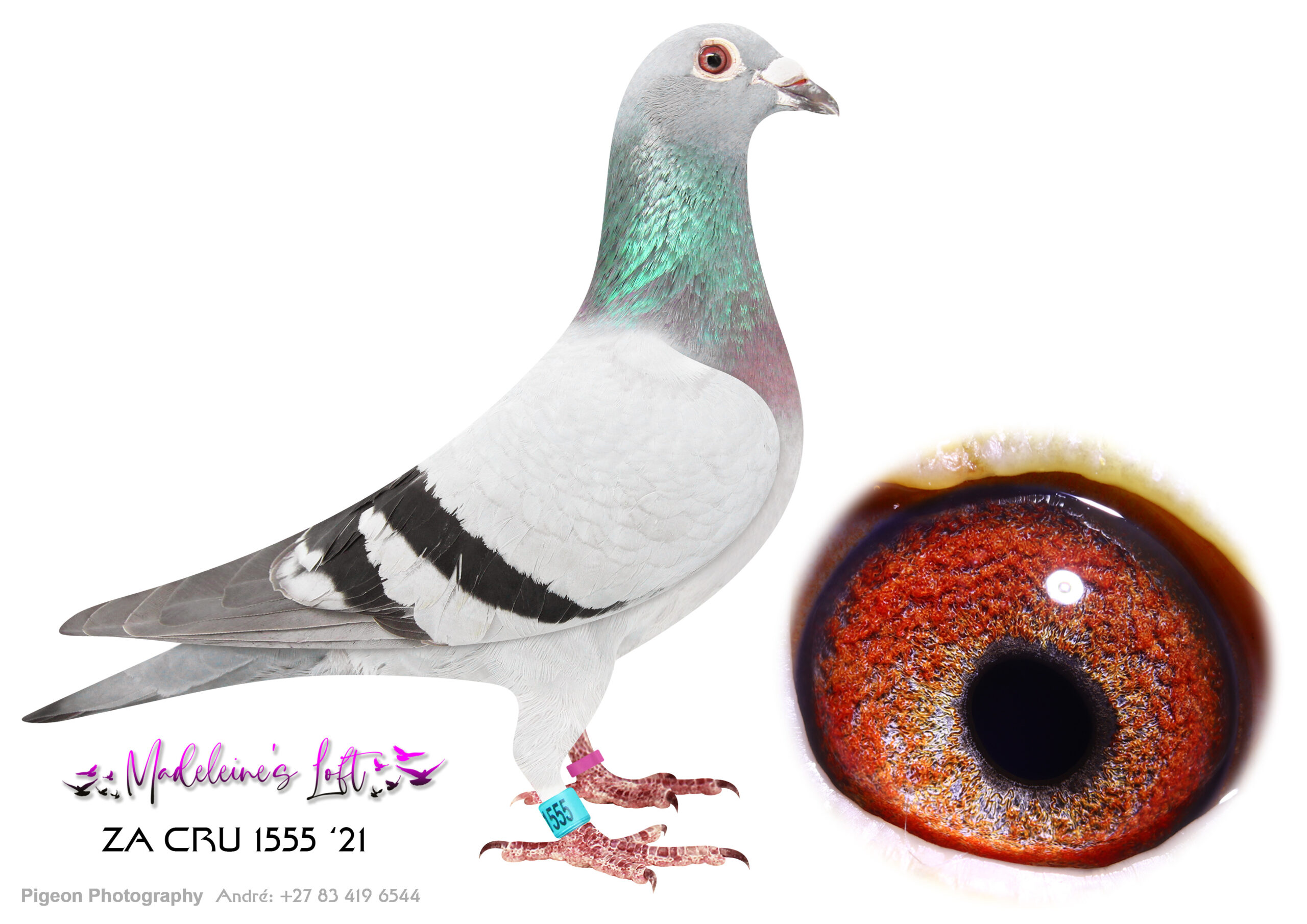 Lot 15 – 1555 CRU 21 (H) – ONE LAST OPPORTUNITY TO ACQUIRE THESE SUPER GENES. DO NOT MISS. Superb breeding hen and very rare to find. These genes need no introduction. Full sister to "Arrow" who bred "Blue Moon" Bred 14280 – 3rd Ace EPPU & PEFED; 2nd Ace East Route EPPU & PEFED; 3rd Ace EPPU & PEFED Short Distance – 2026. Sire 08702 ZA 14 is Son of "Moneymaker" & "Twilight Pearl" Full Brother to "Golden TT" Grandsire to "Blue Moon" – 1st Ace Dinokeng Sire to "Arrow" Dam 168 ZA ABL 2020 – • Mother of -22 401 (mother of 4th Blue Jacket at AfrikaPro 2023). Mother to Tracer winner (3rd race AfrikaPro 2024). Dam to -23 430 (2x winner and Gauteng Combine 430 winner). Granddam to “Blue Moon” (Best Pigeon at Dinokeng OLR). Prolific breeder with a very long track record of many champions on union and OLR level especially Afrikapro. Full sister to 167 who is dam to Turbo Kittel and many other champions. – SEE PEDIGREE !!!
