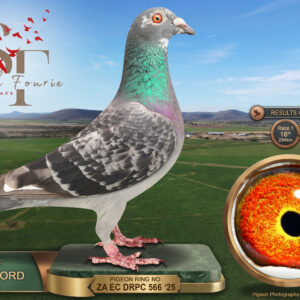 LOT 44: ZA 25 DRPC 566 (H) – ENTERED BY: BRUCE LORD – 11TH RACE 5 – 16TH RACE 1 – 30TH ACE PIGEON – 33RD FINAL RACE – A blue-check pied hen bred from a Frans Kruger cock purchased at the Diaz auction, paired to a hen carrying Rous and Webster ancestry – SEE PEDIGREE !!!