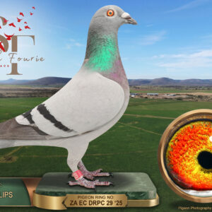 LOT 68: ZA 25 DRPC 29 (H) – ENTERED BY: TEAM PHILLIPS – 48TH RACE 5 – Bred from ZA 24 10720, sire of the 4th Ace Pigeon at Diaz 2026, and Willie Munnik’s ZA 22 42328, 10th Ace Pigeon at Diaz 2023 and dam of the 1st Ace Pigeon at Smith Fourie 2025. A pedigree backed by proven one-loft performers. – SEE PEDIGREE !!!