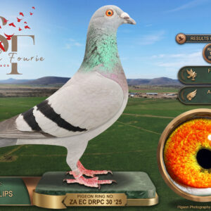LOT 20: ZA 25 DRPC 30 (H) - ENTERED BY: TEAM PHILLIPS - 6TH FINAL RACE - 19TH ACE PIGEON - 13TH RACE 6 - A hen from Norman Phillips Lofts combining Kittel, Turbo Tom, Ferdie Lubbe and Jan Hooymans breeding. THE SIRE: ZA 24 4578, “BRAD KITTEL”, bred from the R100 000 cock ZA 23 KGL 397 and “PRINSES PHALA”, a sister to “TURBO KITTEL”. THE DAM: ZA 23 1036, “AIR WARRIOR”, 11th Ace Pigeon at SAPIR OLR 2024, from “NEW REPLACEMENT” × “MIRACLE STAR”. Both parents are recorded as breeding the Dinokeng Big Money Race winner in 2026 and a 4th Barzalona pigeon, equal 1st - SEE PEDIGREE !!!