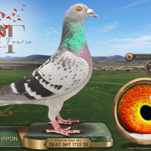 LOT 35: ZA 25 GHT 1733 (H) – ENTERED BY: GREGG RIPPON – 6TH RACE 6 – 23RD RACE 5 – 32ND ACE PIGEON – 81ST FINAL RACE – A hen bred from the family of SAMDPR winner “MIX,” paired to a stock hen combining Webster and proven SAMDPR ancestry with an 8th Dinokeng Final hen – SEE PEDIGREE !!!