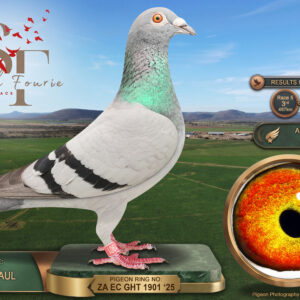 LOT 17: ZA 25 GHT 1901 (C) - ENTERED BY: JACKIE + PAUL - 7TH ACE PIGEON - 3RD RACE 5 - 17TH RACE 6 - A cock from Strowan Loft combining Ristow, Spritzy and De Ceuninck breeding. THE SIRE: ZA 18 BHU 3208, recorded as Ristow and bred from “KOERT” ZA 11 WRPU 28130 and ZA 14 BDR 3466, both recorded as Spritzy. THE DAM: ZA 21 DVNH 211, a De Ceuninck grizzle hen bred from ZA 13 TRPF 08056 × ZA 14 TRPF 20591. A top-ten Ace Pigeon with a podium placing in Race 5 - SEE PEDIGREE !!!