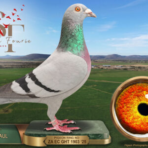 LOT 83: ZA 25 GHT 1903 (C) – “WEBBER” – ENTERED BY: JACKIE + PAUL – A blue-bar cock recorded as nestmate to the 3rd Smith Fourie Final pigeon in 2026. THE SIRE carries Crack Bak 17 and Double 810 breeding. THE DAM brings AJ Nel and Gaby Vandenabeele lines through Jonge Rudy, Golden Eye and Bliksem families. – SEE PEDIGREE !!!